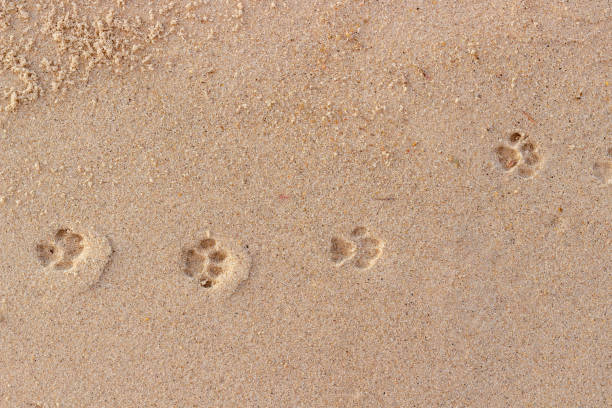 cat paw prints. funny background - paw print animal track footprint beach imagens e fotografias de stock