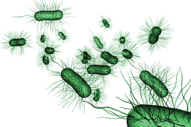 illustrazione 3d delle cellule batteriche e.coli - bacillus subtilis foto e immagini stock