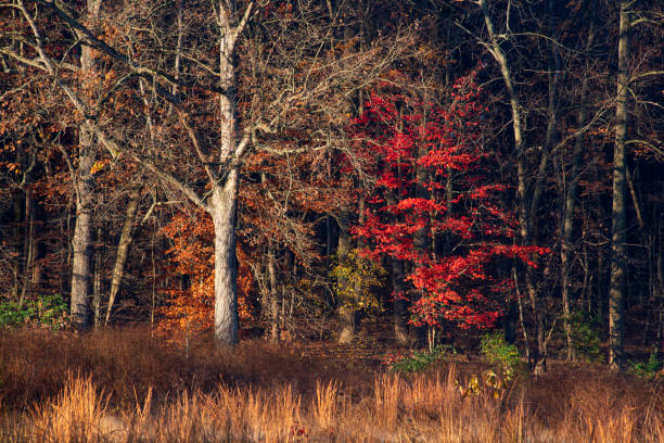 Late Autumn at Valley Forge National Historic Park, Pennsylvania, USA