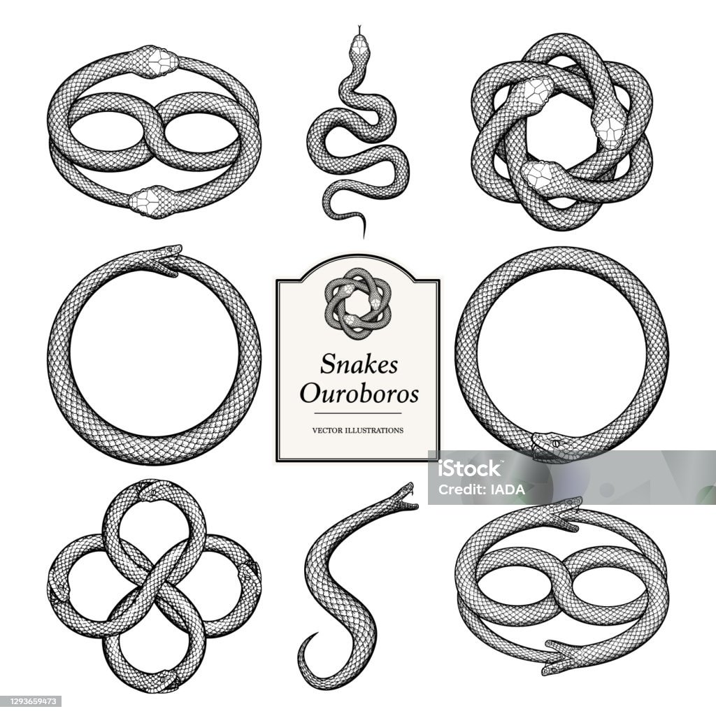 Snake Ouroboros illustrations Snake Ouroboros illustrations in a vintage style Snake stock vector
