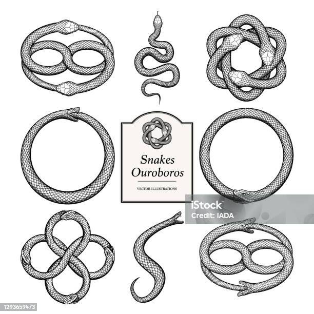 Snake Ouroboros Illustrations Stock Illustration - Download Image Now - Snake, Ouroboros Symbol, Infinity