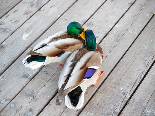 istock mallard ducks male fighting 1293659671