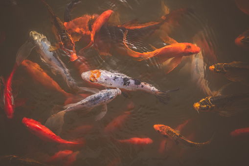 Directly above shot of goldfish and koi carp fishes swimming together in a pond.