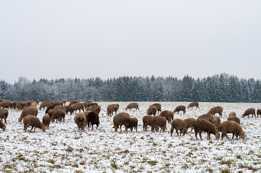 sheep grazing on a pasture covered with snow in swabian alb in winter