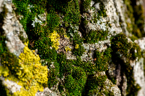 mossy tree trunk in the forest, selective focus