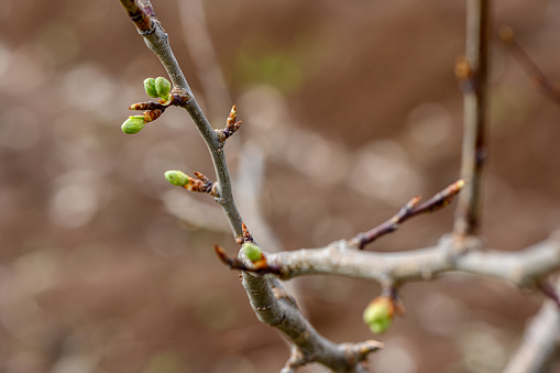 a droplet of water after a spring rain on the buds budding tree, selective focus a shallow depth of field macro photo