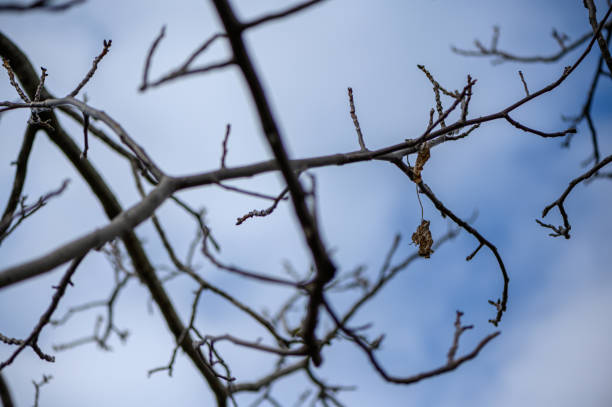 Leafless Wood Branches stock photo
