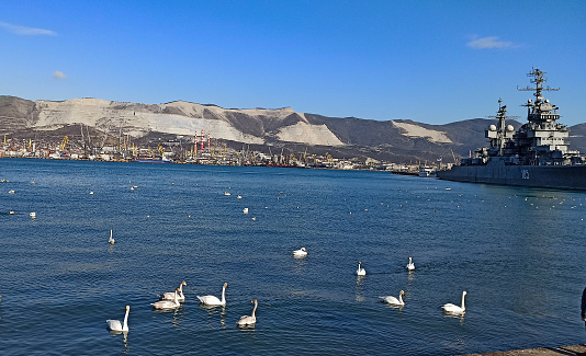 White swans floating on the sea water of a harbor on a sunny day in winter.