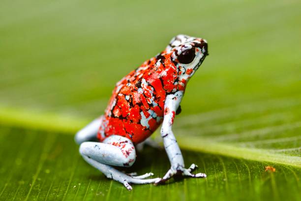 rana dardo velenosa koi - red frog foto e immagini stock