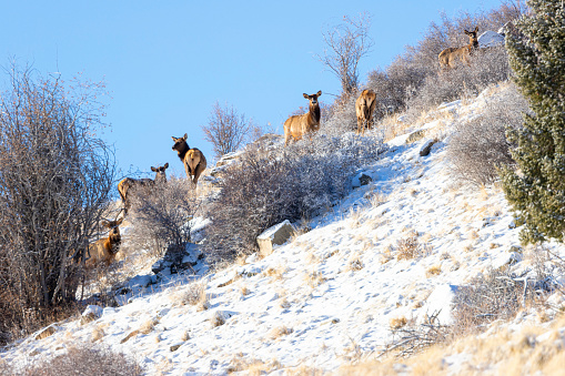 Herd of Rocky Mountain Elk on a snowy hillside in the Pike National Forest of Colorado