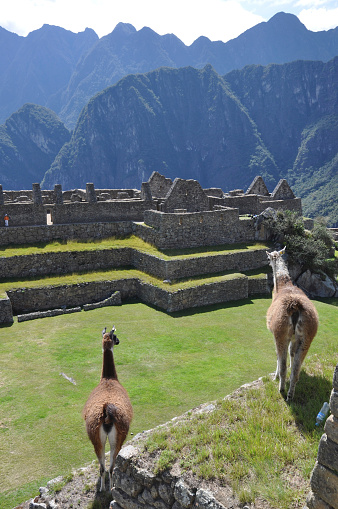 Resident wild llamas that live in the ancient Incan city of Machu Picchu in Peru