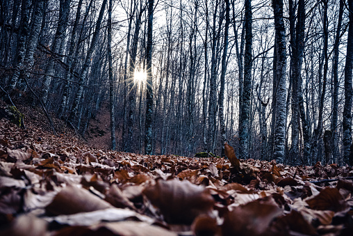 Late autumn - foreground focus on fallen leaves with sunset in the background