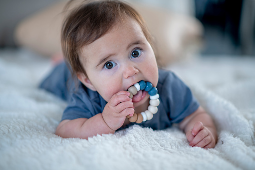 A super cute Hispanic baby is busy chewing on her teething toy. She looks adorably at the camera while she lies on her stomach in tummy time position.