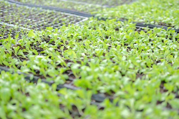vegetable sprout seedling plant growing in nursery greenhouse in farm