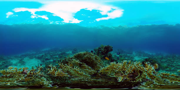 istock Coral reef and tropical fish underwater. Philippines. 360-Degree view 1293672358