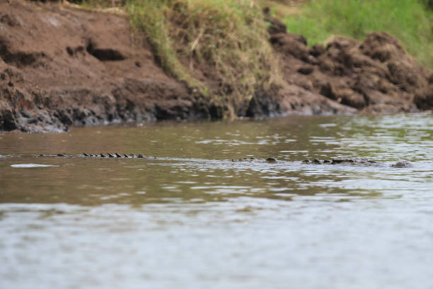 istock Crocodiles along a river in Costa Rica 1293672361