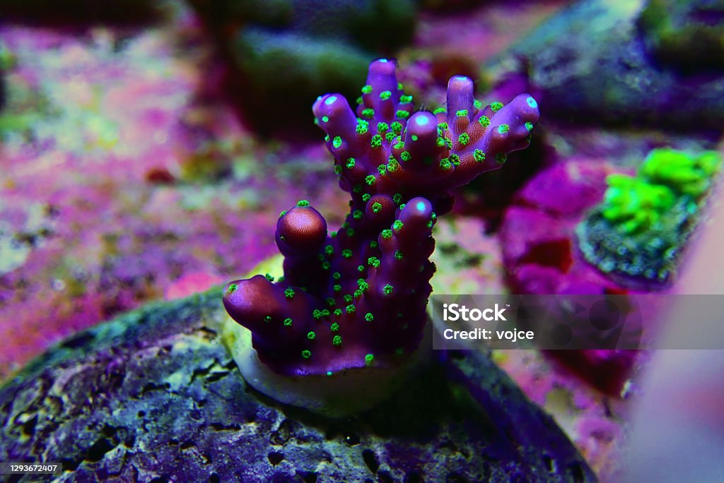 Garf Bonsai Acropora - Purple body with green polyps Acropora SPS coral Coral - Cnidarian Stock Photo