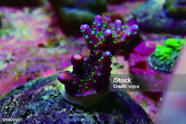 Garf Bonsai Acropora Purple Body With Green Polyps Acropora Sps Coral Stock Photo - Download Image Now