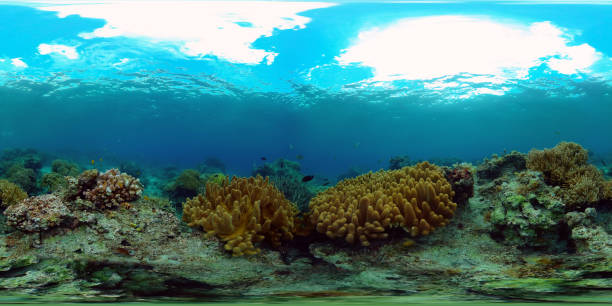 istock Coral reef with fish underwater. Philippines. Virtual Reality 360 1293672416