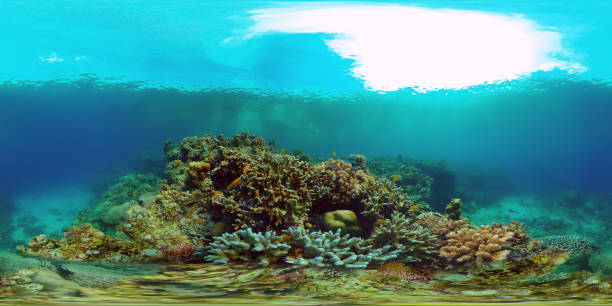 istock Coral reef and tropical fish. Philippines. 360-Degree view 1293672425