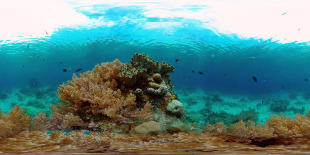istock Coral reef and tropical fish underwater. Philippines. 360-Degree view 1293672456