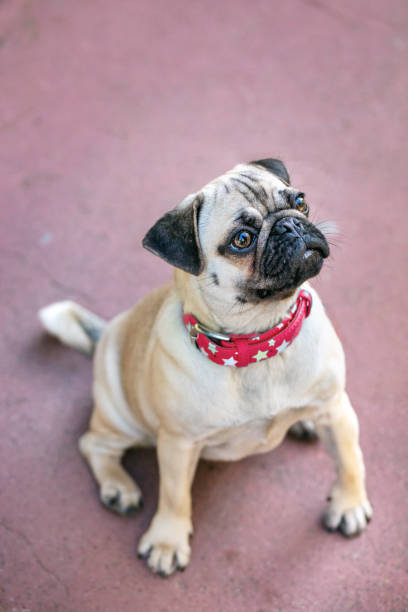 istock Young Pug dog sitting outdoors with red necklace 1293673010