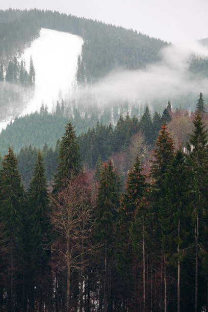 istock Mystical Coniferous Forest in the Winter 1293673235
