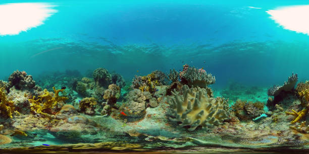 istock Coral reef and tropical fish underwater. Philippines. Virtual Reality 360 1293674106