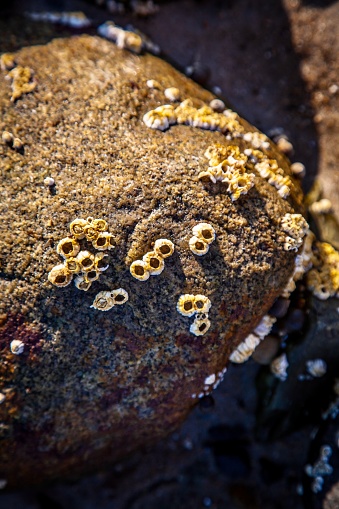 Close-up of barnacles living on a rock on a beach in Maine