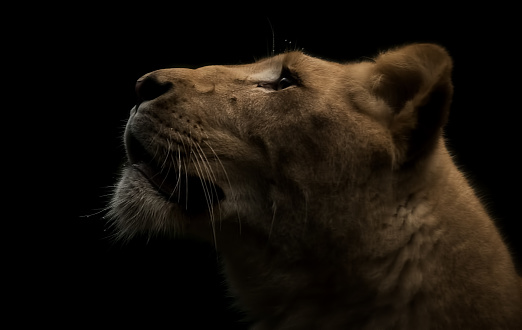 Lioness staring up on a black background.