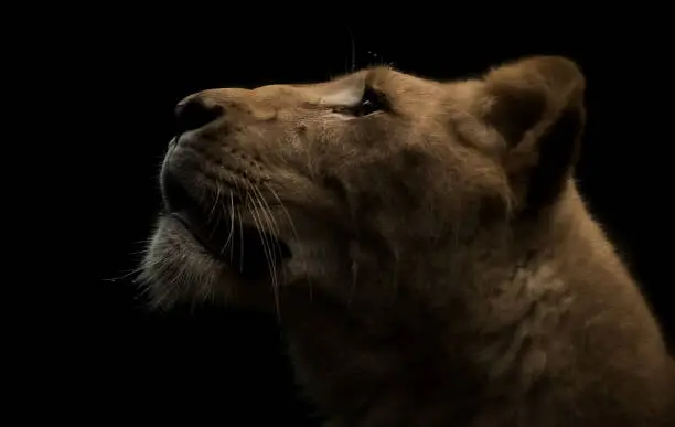 Lioness staring up on a black background.