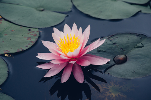 Victoria amazonica