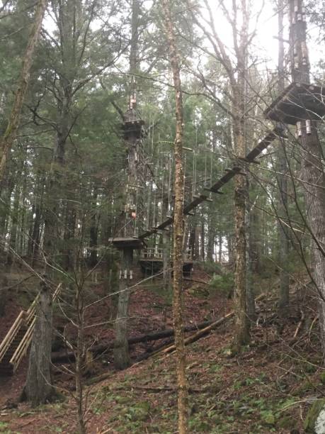 istock Woodland obstacle course in trees. 1293677245