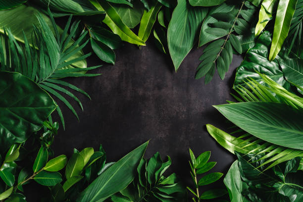 istock tropical leaves, abstract green leaves texture, nature background 1293677975