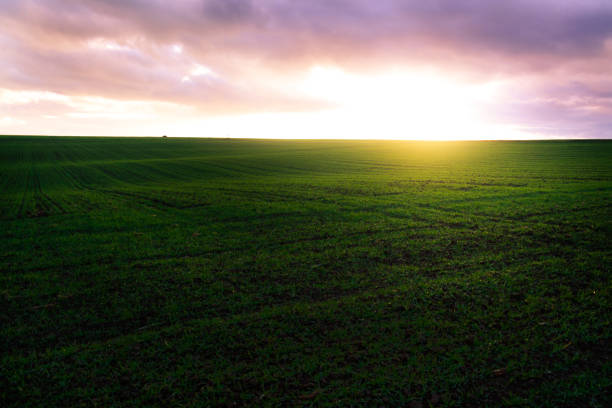 istock Colorful sunset over a fresh green field 1293678763