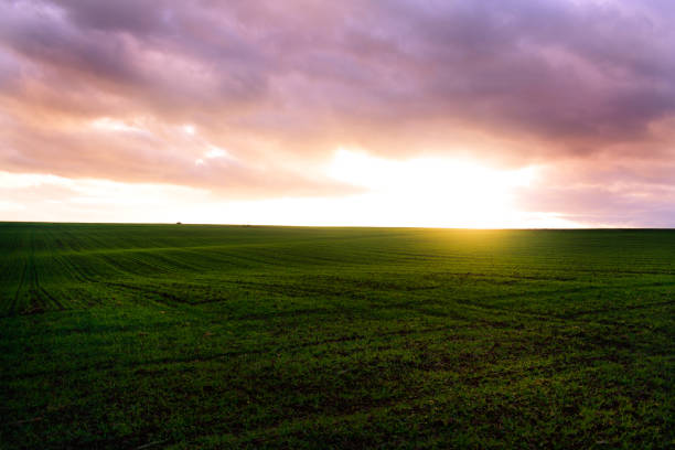 istock Colorful sunset over a fresh green field 1293678926