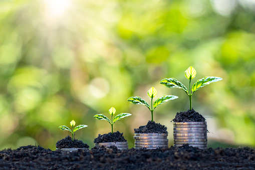 El árbol en crecimiento en la moneda representa el concepto de crecimiento del negocio, crecimiento del dinero y ahorro de dinero. photo