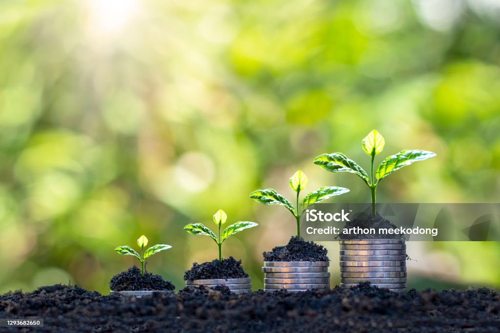 The growing tree on the coin represents the concept of business growth, money growth and saving money. Growth Stock Photo