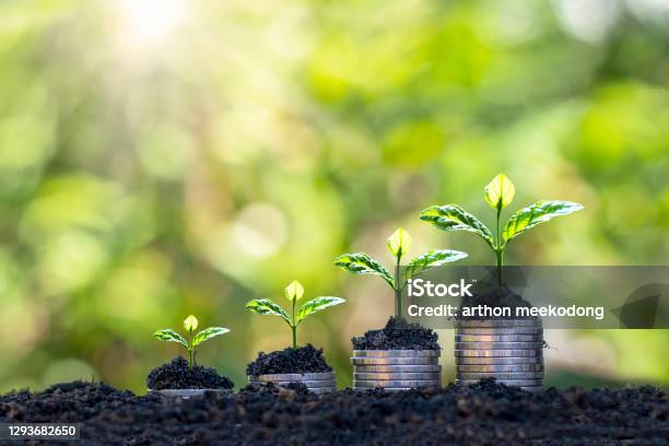 The Growing Tree On The Coin Represents The Concept Of Business Growth Money Growth And Saving Money Stock Photo - Download Image Now