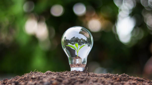 istock A growing tree on a coin inside an energy-saving light bulb, an energy-saving concept and an eco-friendly world. 1293682657