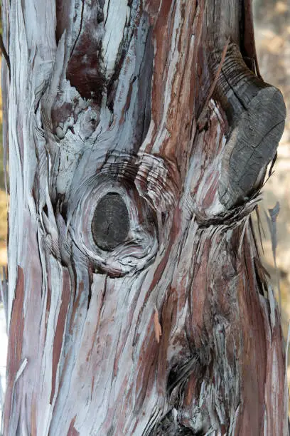 Photo of Wood texture and background, Lyonothamnus floribundus  bark