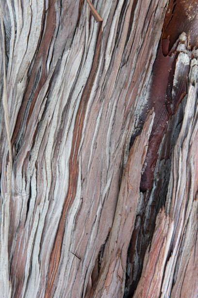 Photo of Wood texture and background Santa Cruz Island Ironwood