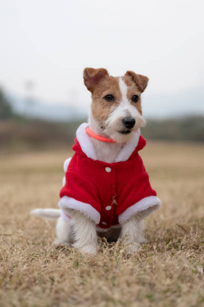 istock Jack Russell Terrier wearing Christmas costume 1293684413
