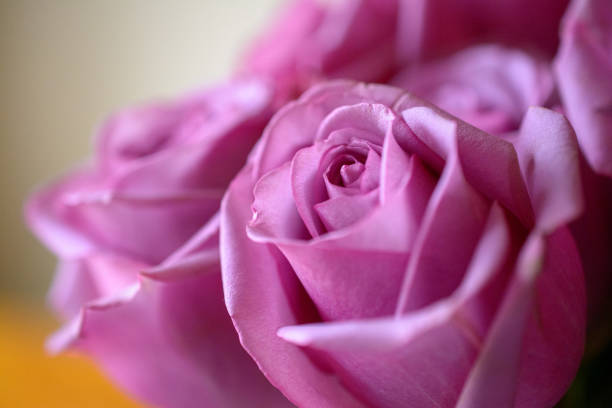 istock Pink purple rose bouquet close up on rose 1293684419