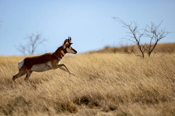 istock Pronghorn Antelope Arizona 1293684428