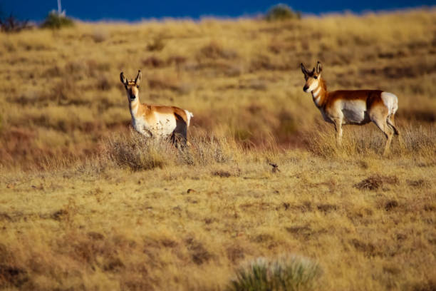 istock Pronghorn Antelope Arizona 1293684435