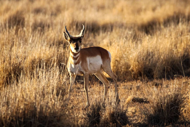 istock Pronghorn Antelope Arizona 1293684565
