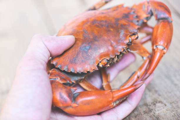 istock Cooked crab boiled on hand, fresh crab meat. 1293684582