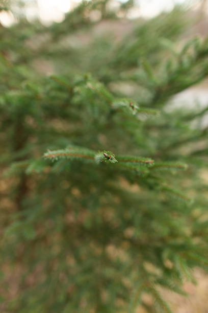 istock Fresh In-Ground Christmas Tree on a Cold Yet Sunny Winter Day in Ohio 1293684595