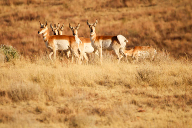 istock Pronghorn Antelope Arizona 1293684602